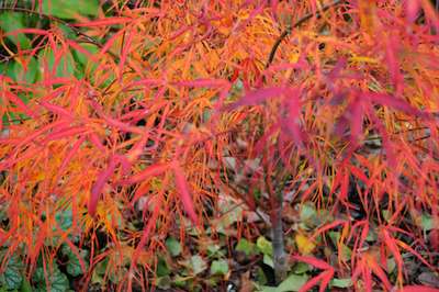 acer-palmatum-koto-no-ito-2.jpg